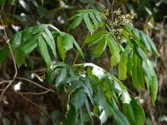 Archidendron bigeminum