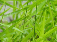 Lestes eurinus
