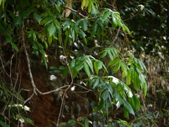 Archidendron bigeminum