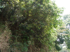 Archidendron bigeminum