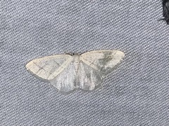 Protitame subalbaria