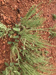 Dysphania rhadinostachya