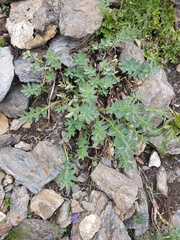 Rhodiola rosea