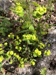Euphorbia roemeriana