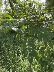 Zanthoxylum caribaeum