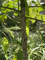 Zanthoxylum caribaeum