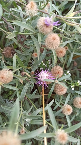 Image of Centaurea trichocephala by (c) Иван Ковтун Ivan Kovtun, some rights reserved (CC BY)