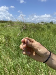 Digitaria eriantha