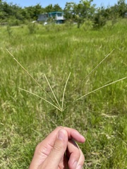 Digitaria eriantha