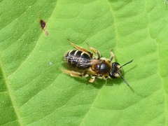 Andrena dorsata