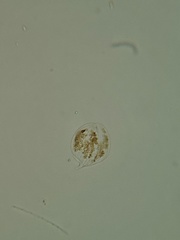 Phacus circulatus