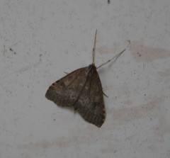 Udea inquinatalis