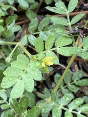 Tribuloideae