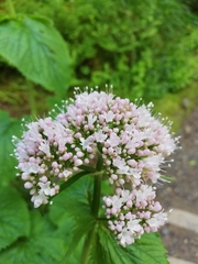 Valeriana pyrenaica