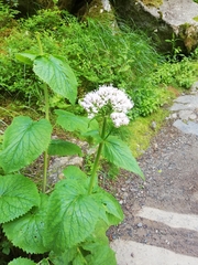 Valeriana pyrenaica