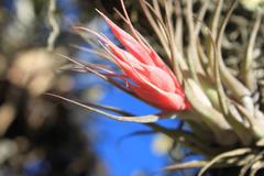 Tillandsia oaxacana
