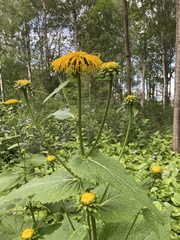 Telekia speciosa