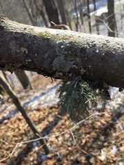 Usnea mutabilis