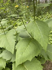 Telekia speciosa