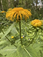 Telekia speciosa