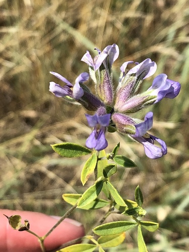 rock Indian breadroot (Pediomelum reverchonii)