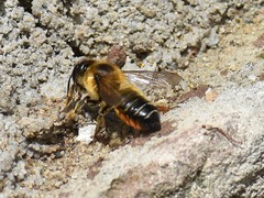 Megachile willughbiella