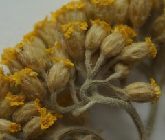 Achillea micrantha