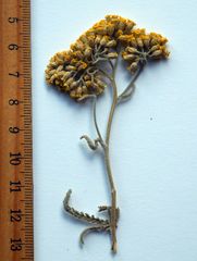 Achillea micrantha