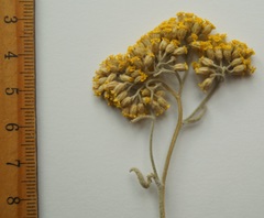 Achillea micrantha