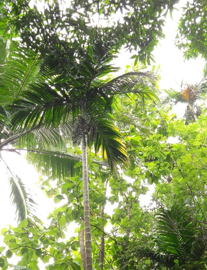 cau lùn – Areca catechu