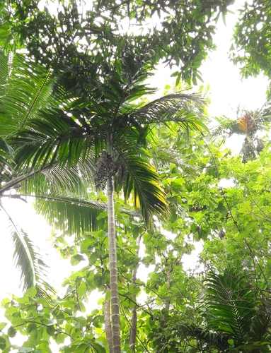 Areca catechu