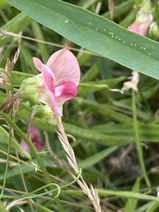 Lathyrus sylvestris