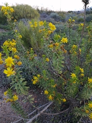 Euryops lateriflorus