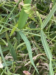 Lathyrus sylvestris