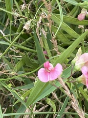 Lathyrus sylvestris