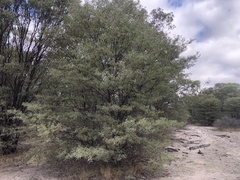 Acacia catenulata
