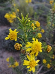 Euryops lateriflorus
