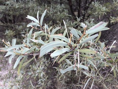 Acacia catenulata