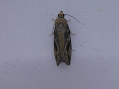 Proteoteras crescentana