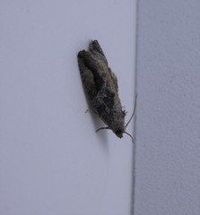 Proteoteras crescentana