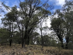 Acacia catenulata
