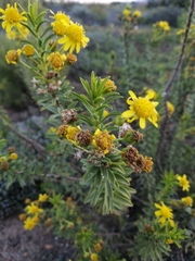 Euryops lateriflorus