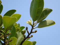 Magnolia compressa macrantha