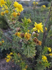 Euryops lateriflorus