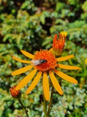 Jacobaea abrotanifolia