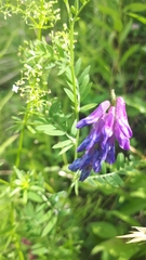 Vicia cracca cracca