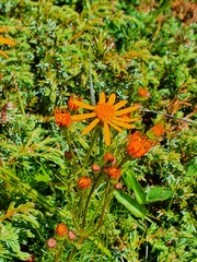 Jacobaea abrotanifolia