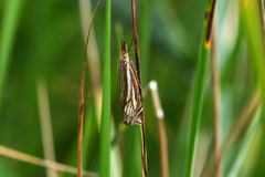 Xanthocrambus lucellus