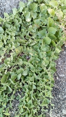 Kickxia spuria integrifolia