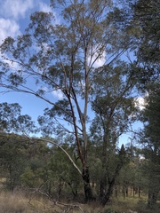 Eucalyptus thozetiana